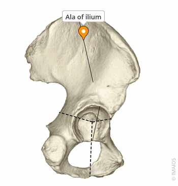 <p>Ala of the Ilium</p>