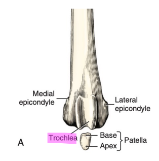 <p>B. Patellar surface (or Femoral Trochlea)</p>