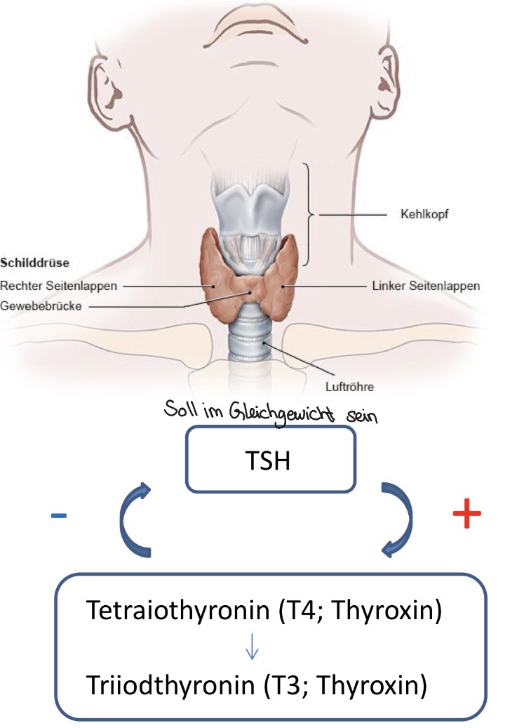 <ul><li><p>Ausschüttung stimuliert durch Hypophysenhormon TSH, Negativer Feedback Loop → sollte immer im Gleichgewicht sein </p></li><li><p>Gesteigerter Energieumsatz, Wärmeproduktion</p><ul><li><p>Wärmeempfindlichkeit bei Hyperthyreose (Schilddrüsen Überfunktion)</p></li><li><p>Kälteempfindlichkeit bei Hypothyreose (Schilddrüsen Unterfunktion)</p></li></ul></li><li><p>Lipolyse</p><ul><li><p>Gewichtsabnahme bei Hyperthyreose</p></li><li><p>Gewichtszunahme bei Hypothyreose</p></li></ul></li><li><p>Erhöhte zentrale Erregbarkeit</p><ul><li><p>Nervosität, Schlaflosigkeit, Angst bei Hyperthyreose</p></li><li><p>Antriebsmangel, depressive Verstimmung bei Hypothyreose</p></li></ul></li><li><p>Herz: Hyperthyreose Sensibilisierung gegenüber Katecholaminen (Stresshormone)</p></li></ul><p></p><p>Sowohl Erhöhung als auch Erniedrigung der Schilddrüsen hormonwerte können zu psychischen Beschwerden führen</p><p></p>