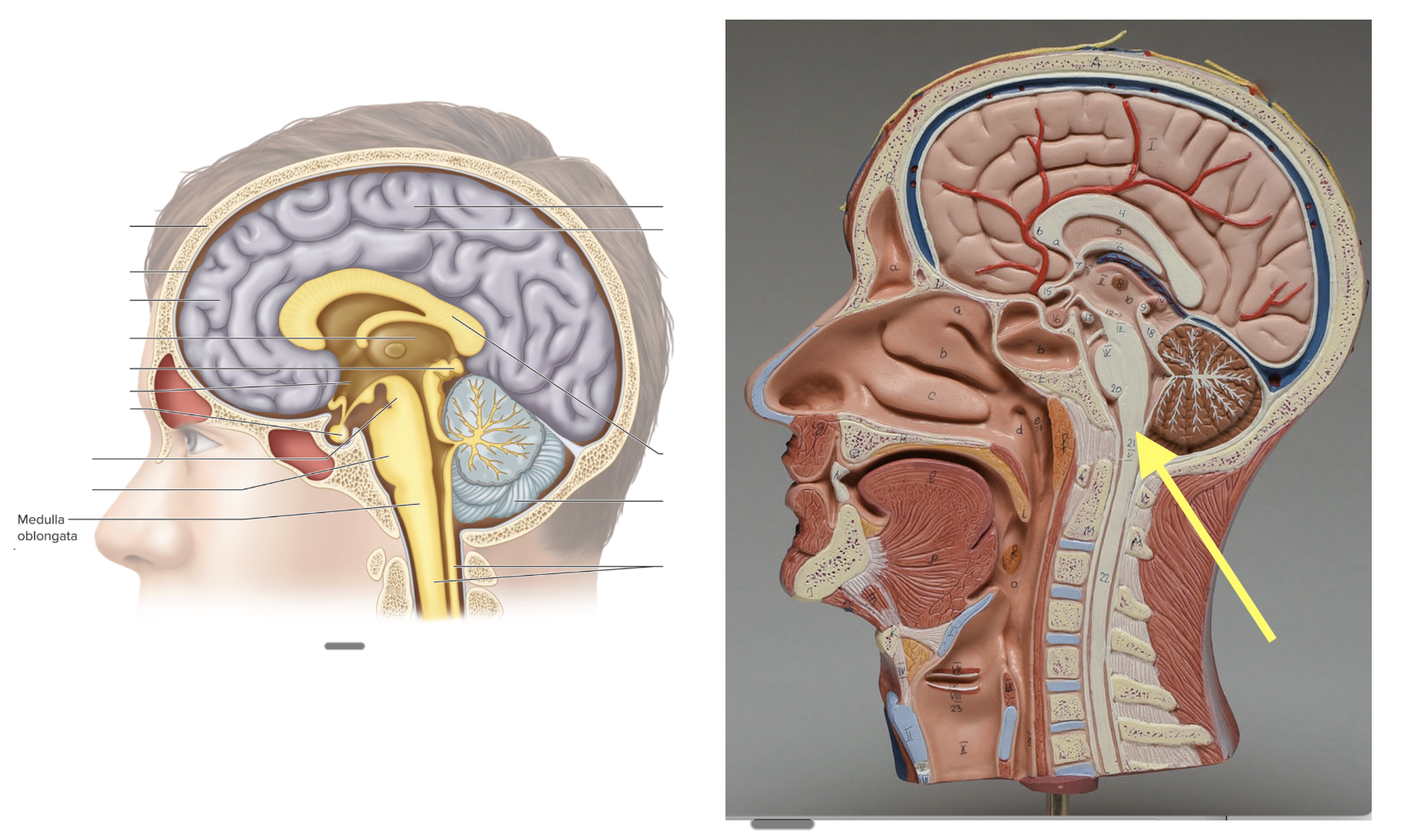 <p><strong>Location: Lowest part of brainstem; Function: Controls heart rate &amp; breathing </strong></p>