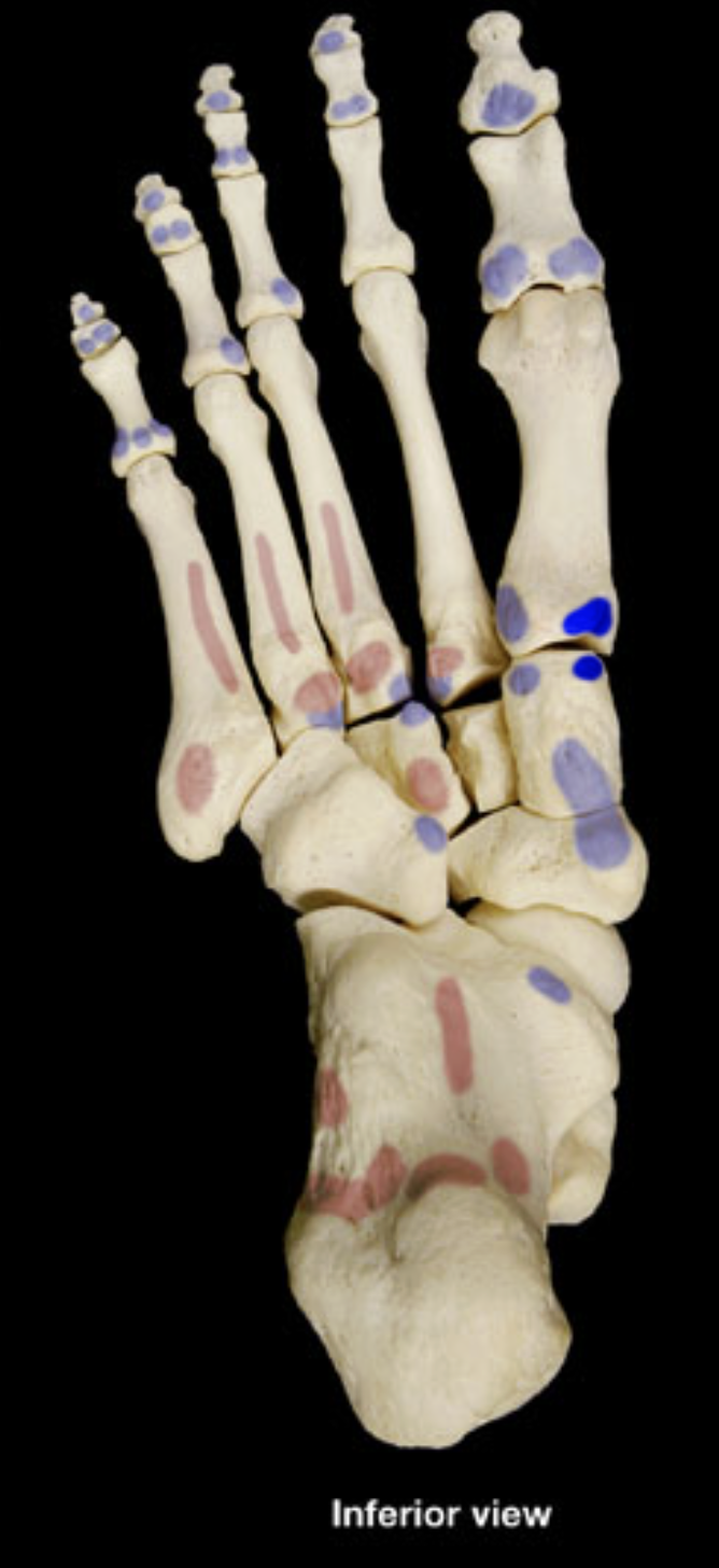 <p>medial cuneiform</p><p>1st metatarsal</p>