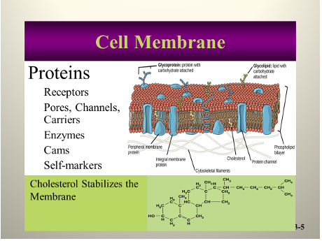 <p>The outer boundary of a cell that regulates the movement of substances in and out, maintaining homeostasis and protecting cellular integrity. </p>