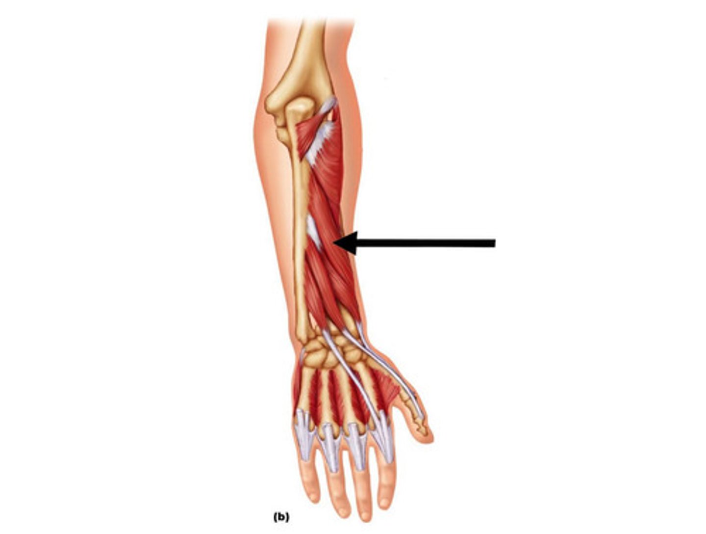 <p>Abducts thumb and wrist</p><p>O: radius and ulna</p><p>I: metacarpal #1</p>