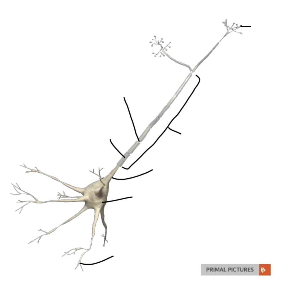<p>Label this neuronal structure and explain the 4 basic structure and each of their function</p>