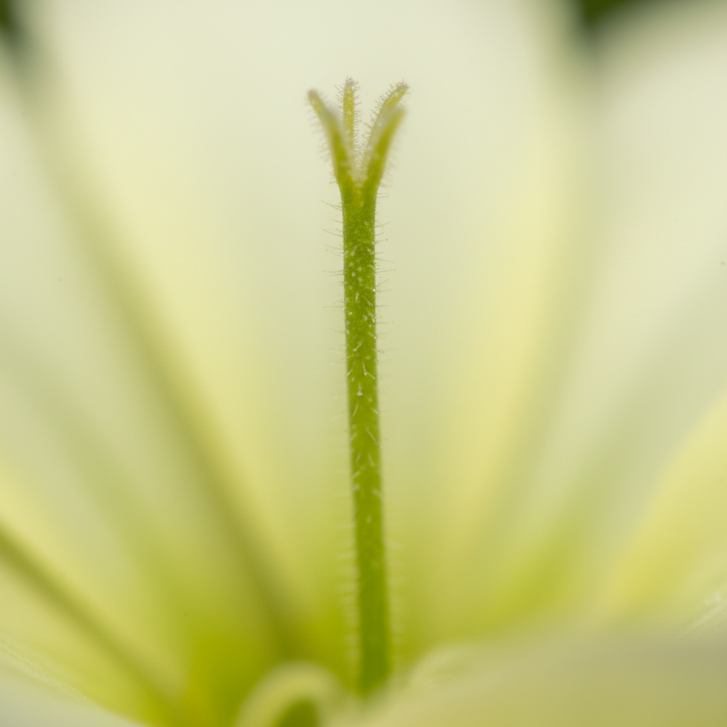 <p>The long structure of the pistil that leads to the ovary.</p>