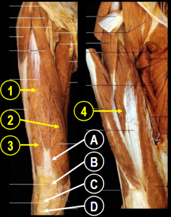 <ul><li><p>sartorius </p></li><li><p>rectus femoris</p></li><li><p>vastus medialis</p></li><li><p>vastus lateralis</p></li><li><p>vastus intermedius</p></li></ul><p>last 4 = quadriceps</p>