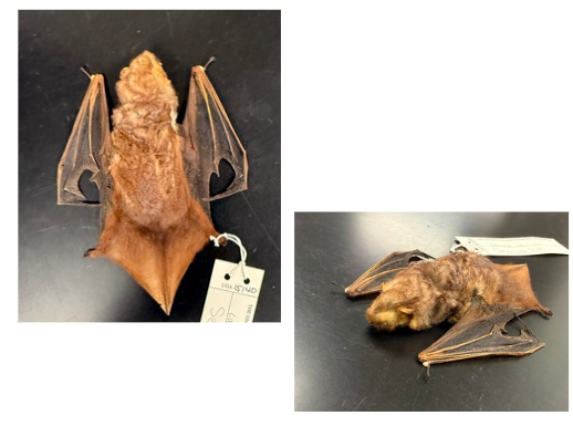 <p>What is the scientific name, common name, and the taxonomy of the species?</p>