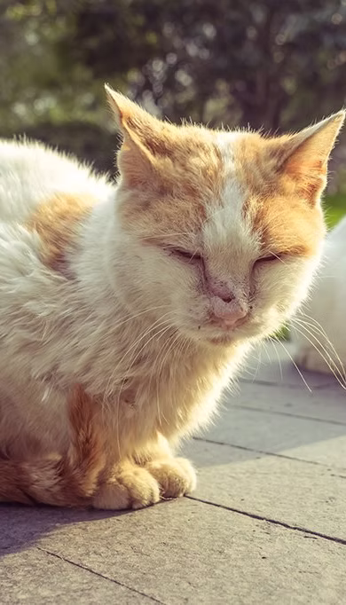 <p>Feline immunodeficiency virus (FIV) Classic Case Profile</p>