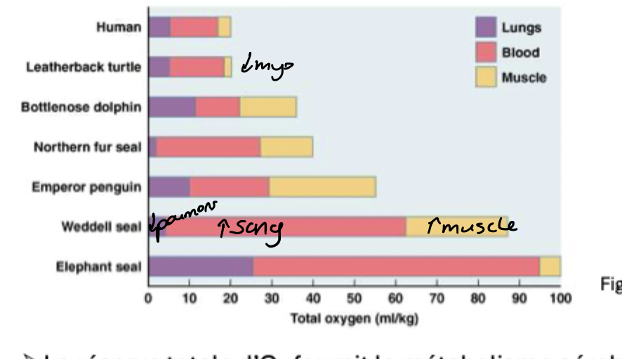 <p>éléphant de mer surtout poumon et sang peu de myoglobine</p><p>Phoque de wedell peu de poumon surtout sang et muscle</p><p>pingouin utilise les 3</p><p>tortue peu de muscle comme les humaine surtout le sang</p><p>daulphin les 3 (gros poumon)</p><p>phoque a poil peu de poumon</p>