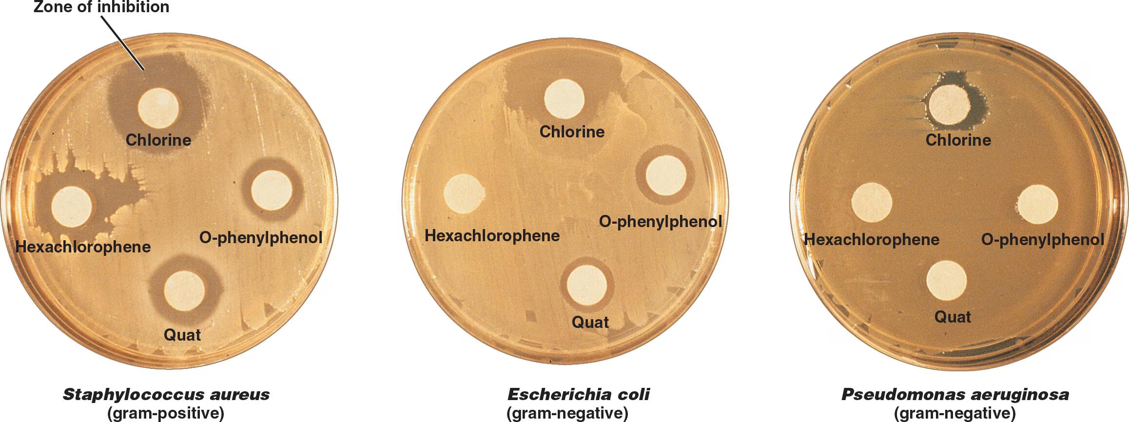 <p>Disk of filter paper gets soaked with chemical and then placed on agar plate; clear halo shows inhibition</p>