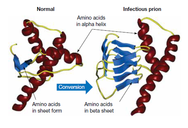 <ul><li><p>prions - non-living, non-cellular pathogens. misfolded proteins that can induce nearby normal proteins to become misfolded. they contain no genetic material.</p></li><li><p>prion disease - the protein PrP<sup>c</sup> is found in nerve cells, and it’s normal form is not  harmful. however, it can spontaneously convert into a different structure. this misfolding turns the protein into the prion <span>PrP<sup>Sc</sup>. when these prions interact with normal ones, they convert them into misfolded ones. if this infection spreads, you get prion disease. </span></p></li><li><p><span>prion disease - all prion diseases result in:</span></p><ul><li><p><span>a long incubation time (measured in years) </span></p></li><li><p><span>a progressive deterioration of brain function resulting in fatality </span></p></li><li><p><span>changes in the brain including loss of neurons and development of lesions (holes)</span></p></li><li><p>there is no immune system response to prion disease, they are also non-treatable and result in death.</p></li></ul></li></ul><p></p>