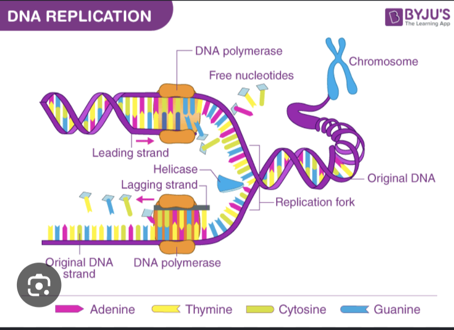 <p>DNA Replication</p><p>– Key to replication is the complementary structure of</p><p>the two strands</p><p>– Replication is semiconservative and bidirectional</p><p>    <span data-name="black_small_square" data-type="emoji">▪</span> New DNA composed of one original and one</p><p>daughter strand</p><ul><li><p>gyrases and topoisomerases remove supercoils in DNA</p></li></ul><p>– Anabolic polymerization processes require monomers</p><p>and energy</p><p><span data-name="black_small_square" data-type="emoji">▪</span> Triphosphate deoxyribonucleotides serve both</p><p>functions</p><p>– Initial processes in bacterial DNA replication</p><p>    <span data-name="black_small_square" data-type="emoji">▪</span> Bacterial DNA replication begins at the origin</p><p>    <span data-name="black_small_square" data-type="emoji">▪</span> DNA polymerase replicates DNA only 5′ to 3′</p><p>     <span data-name="black_small_square" data-type="emoji">▪</span> Because strands are antiparallel, new strands are</p><p>synthesized differently:</p><p>    – Leading strand synthesized continuously</p><p>    – Lagging strand synthesized discontinuously</p><img src="https://assets.knowt.com/user-attachments/66293c99-66f0-4e87-8424-335e18e2d8f3.png" data-width="100%" data-align="center"><p></p>