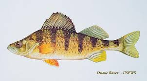 <p><strong>Perches &amp; Darters</strong></p><ul><li><p><em>ID:</em> Two dorsal fins</p></li><li><p><em>Ecology:</em> Clear waters</p></li><li><p><em>Uses:</em> <strong>Food (perch, walleye)</strong>, sport</p></li></ul><p></p>