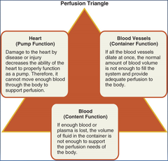 <p>helps fluid pass to an organ or tissue</p>