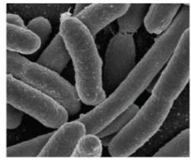 <p>Bachillus (pl. bacilli)</p>