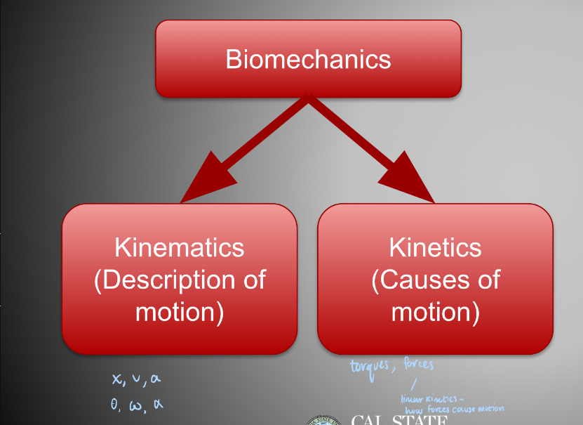 <p>kinetics </p>