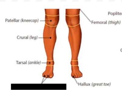 <p>what anatomical region is this?</p>