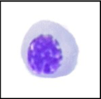 <p>What cell is this?</p>