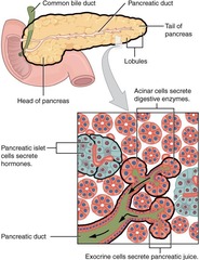 <p>Pancreatic juice contains water, salts, sodium bicarbonate, and digestive enzymes.</p>