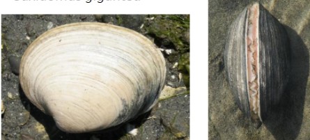<p>butter clam, circular ridges, can live for 20 yrs</p>