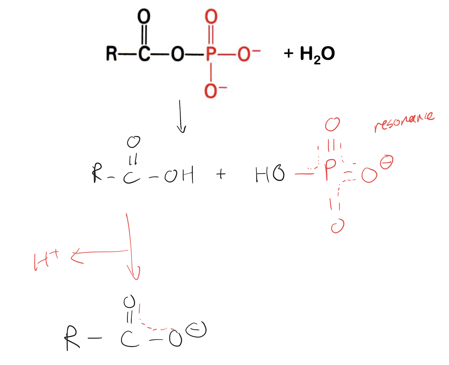 <p>Releases. Product of hydrolysis (phosphate and carboxyl) both have resonance stabilization and thus prefer to be in the products state, thus the reaction is spontaneous and exergonic.</p>