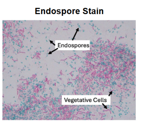 <p>They appear <strong>pink/red</strong>. After the decolorization step, the vegetative cells, which do not retain the primary stain, absorb the counterstain (safranin) and take on a pink hue. </p>