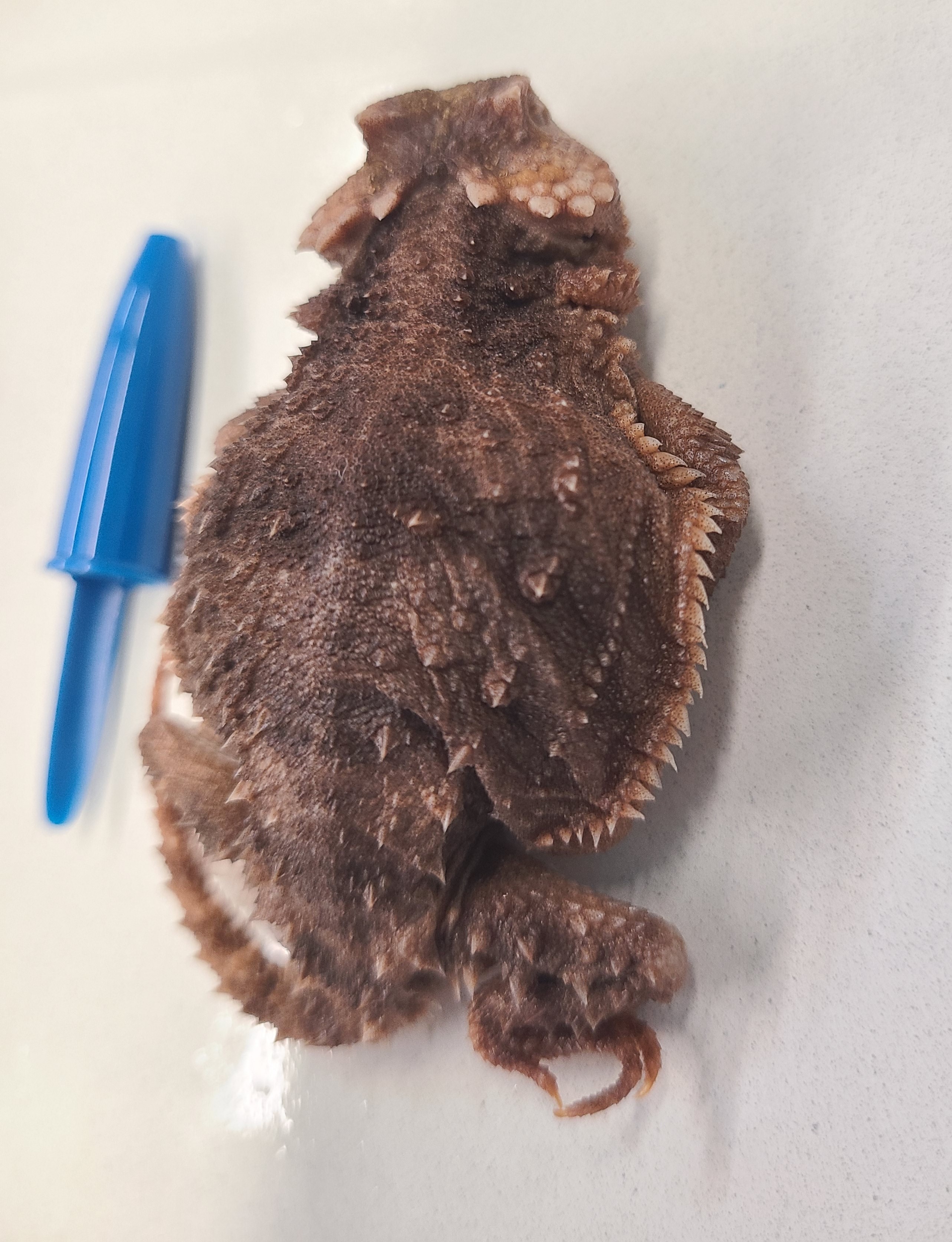 <p><span>Scientific name and distinguishing feature</span></p>