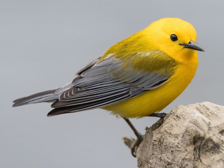 <p>prothonotary warbler </p><p>bright yellow body<br>gray wings + rump<br>olive transition color in between</p>