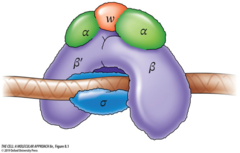 <p>Directs bacterial RNA polymerase to bind specifically to promoter sequences.</p>