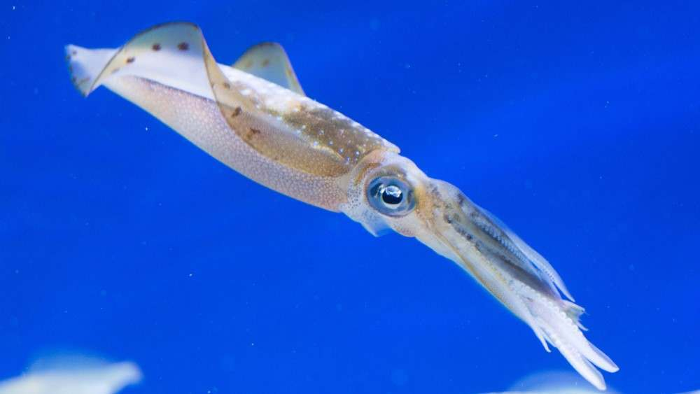 <p>squid</p>
