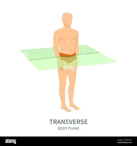 <p>divides body into upper & lower parts </p>