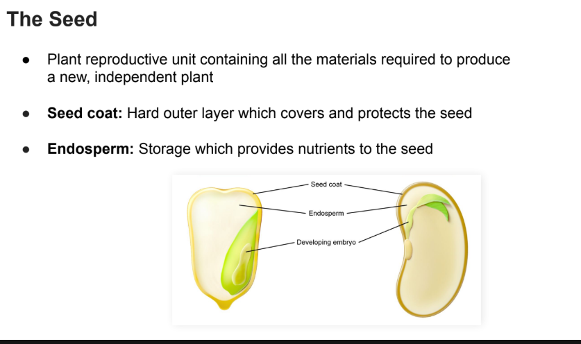 <p>An early plant which develops within the seed</p>