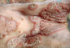 <p>What are these circular, radiating, slightly raised lesions in the underbelly and groin of the pig that is normally self-limiting?</p>