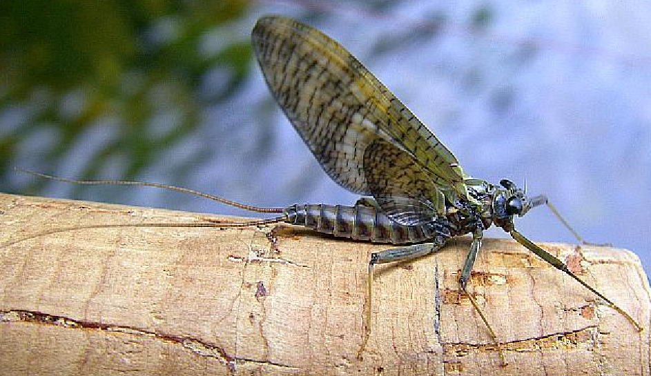 <p>The order and family characterized by its hammer head eyes and its hindleg with 5 tarsal segments.</p>