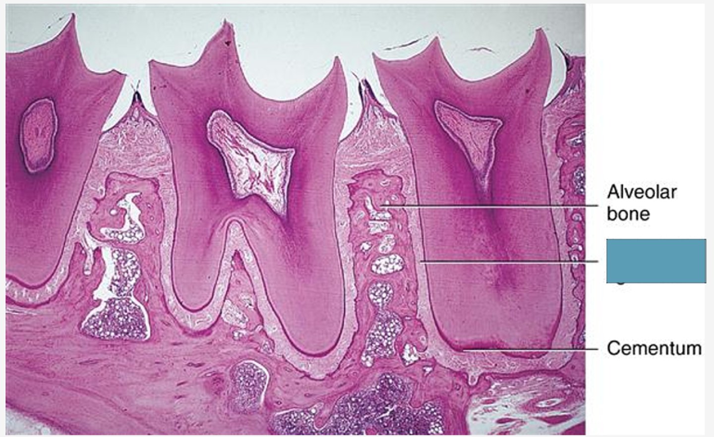 <p>Identify the following structure</p>