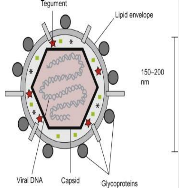 <ol><li><p>Core</p></li><li><p>capsid (Icosahedral protein shell)</p></li><li><p>Tegument</p></li><li><p>Envelope (lipid bilayer + glycoproteins) </p></li></ol><p></p>