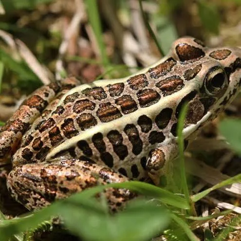 <p>Lithobates palustris<br>Its most defining feature is the two parallel rows of dark, <strong>squarish or rectangular spots</strong> running down its back.</p>