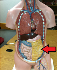 <p>a fatty sheet that hangs like an apron over the abdominal viscera</p>