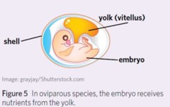 <p>Oviparity involves laying eggs, while viviparity involves giving birth to live young.</p>