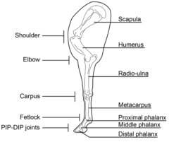 <p>- Scapular synsarcosis (scapula)</p><p>- Scapulohumeral (shoulder) (scapula+humerus)</p><p>- Elbow (Ulna+radius+humerus)</p><p>- Carpal</p><p>- Metacarpophalangeal (fetlock)</p><p>- Proximal interphalangeal (pastern)</p><p>- Distal interphalangeal (coffin)</p>