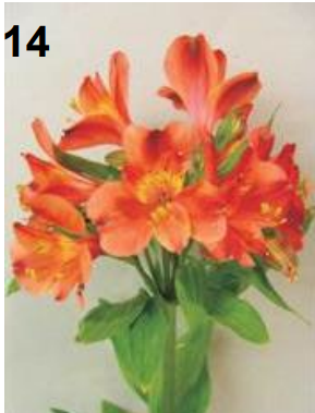 <p>Alstroemeria</p>