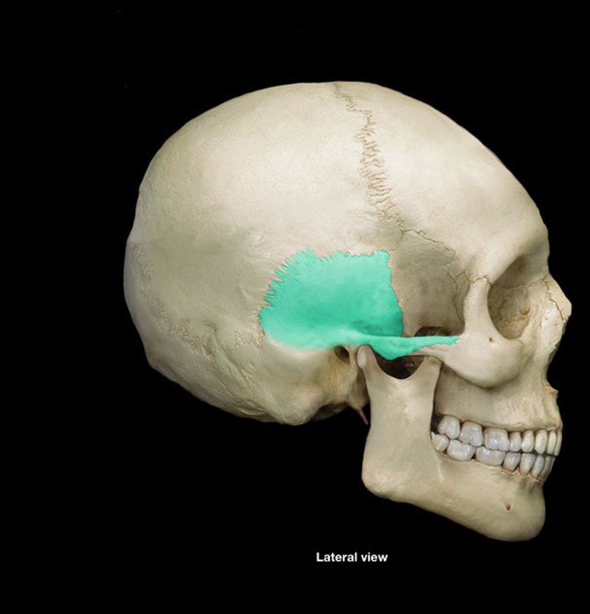 <p>the vertical surface of the temporal bone</p>