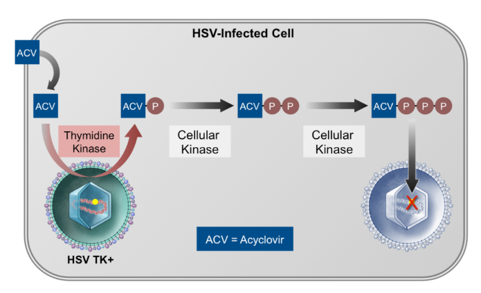 <p>It is first monophosphorylated by viral thymidine kinase (TK) from HSV or VZV, then further converted by host cellular kinases into the active form, aciclovir triphosphate.</p>