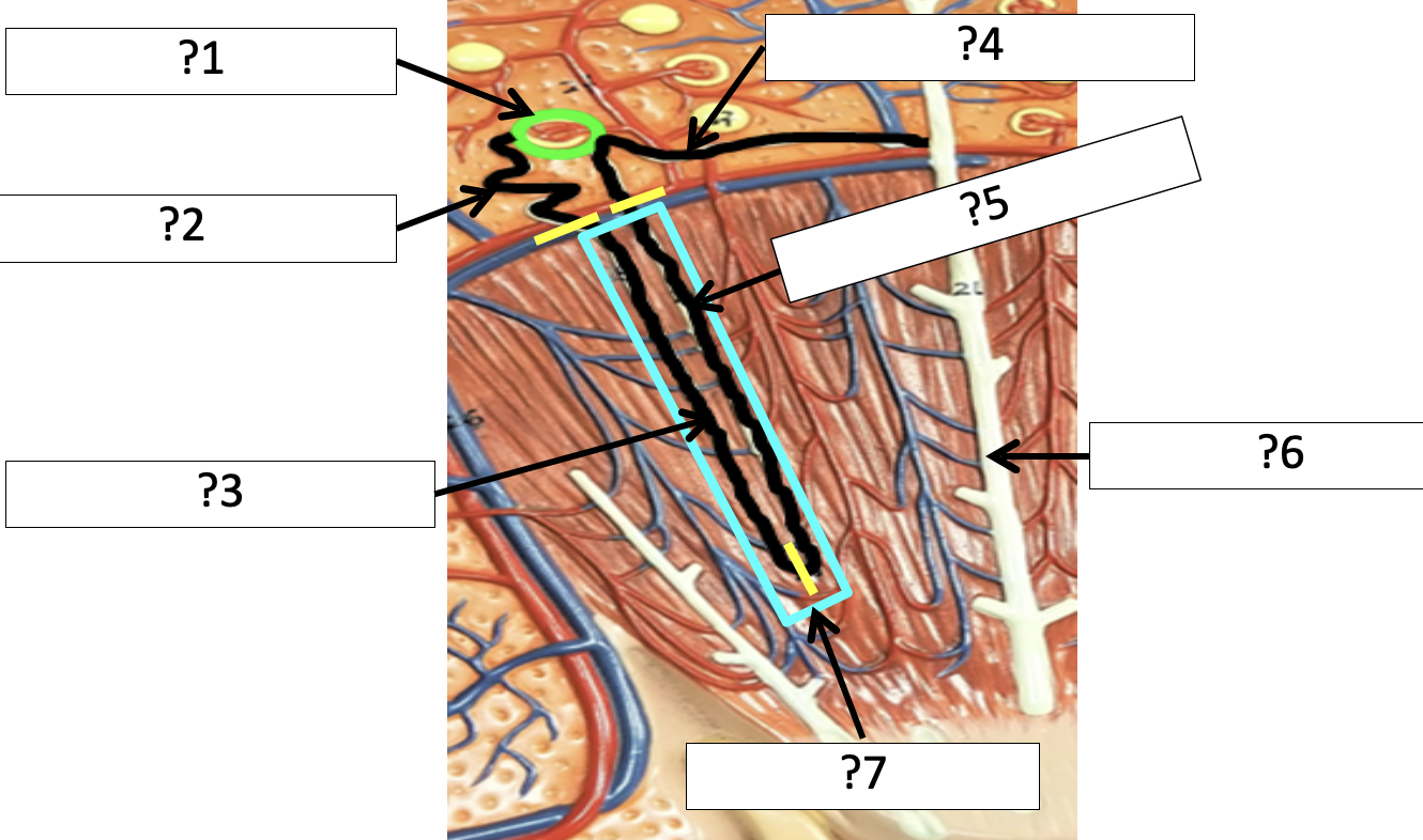 <p>3 Name the limb?</p>