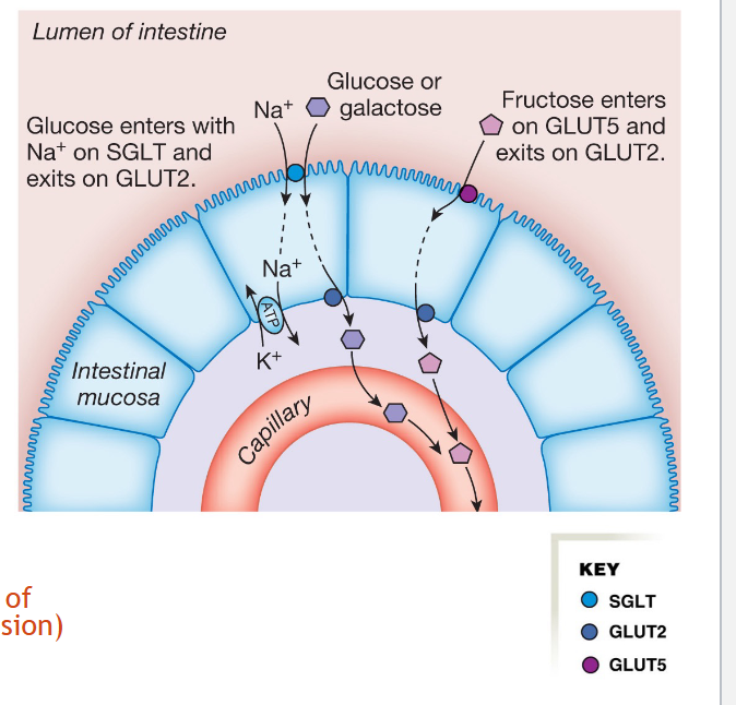 <p>Carbohydrate absorption in the sm. intestine</p>