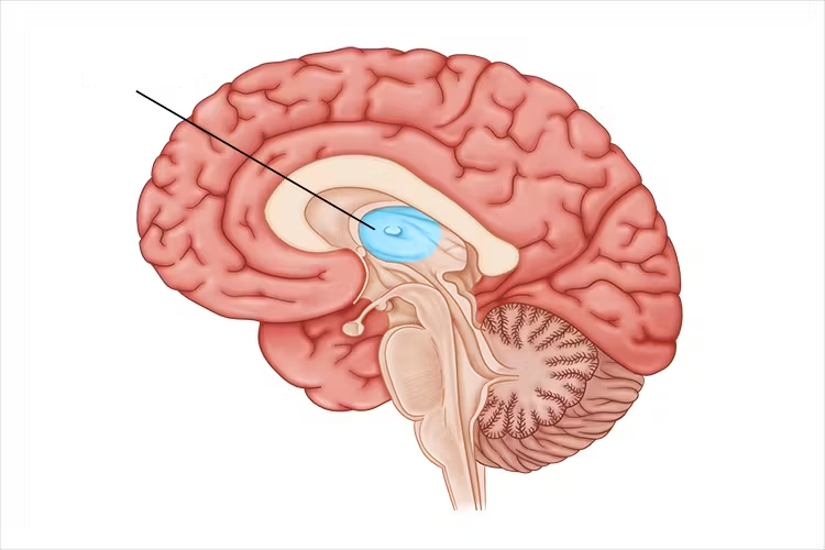 <p>What structure is shown.</p>