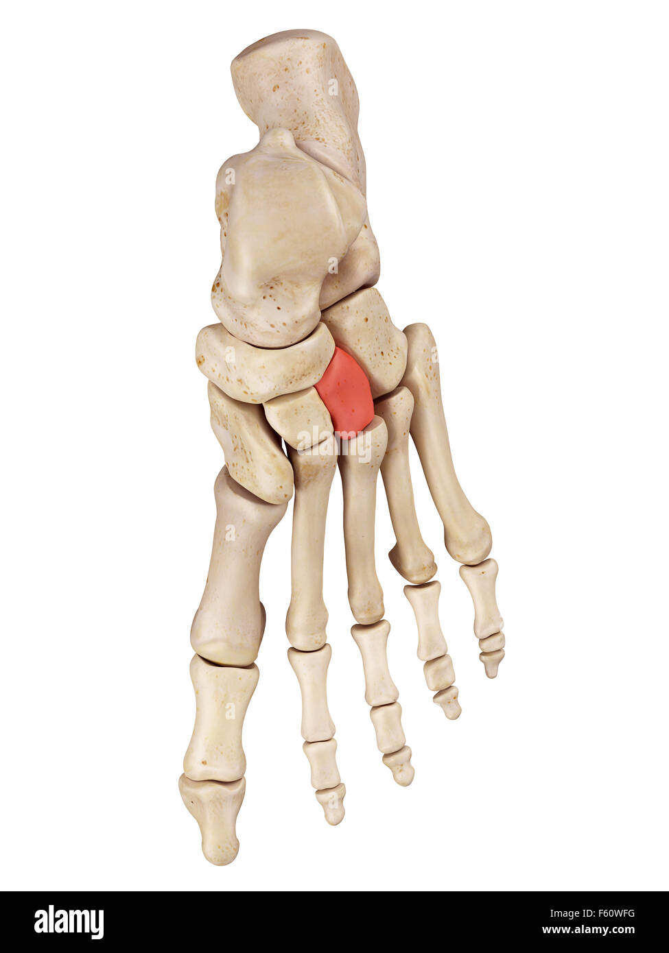 <p>What foot bone is this?</p>