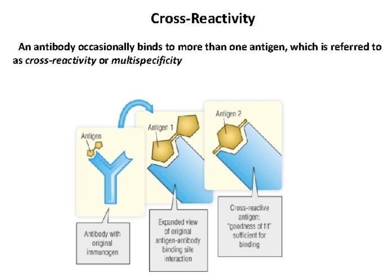 <p><span><strong><span>What is cross-reactivity?</span></strong></span></p>