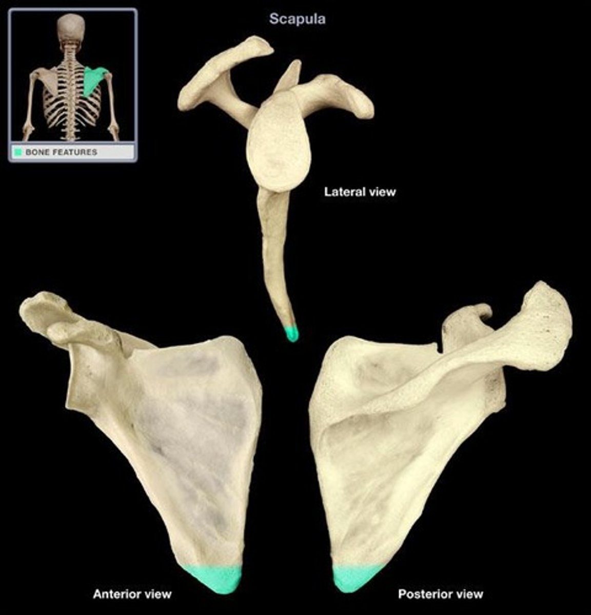 <p>BLANK of the scapula</p>