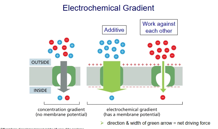 <p>concentration gradient + membrane potential (but we take concentration gradient to be more significant)</p>